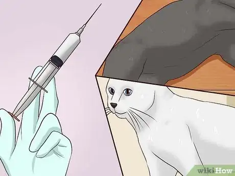 Immagine titolata Give a Cat an Injection Step 3