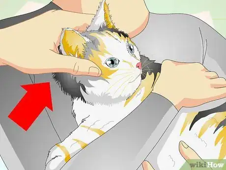 Immagine titolata Check a Cat's Temperature Step 15