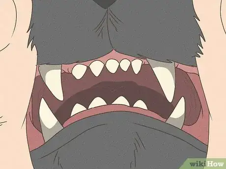 Immagine titolata Know Your Cat's Age Step 1