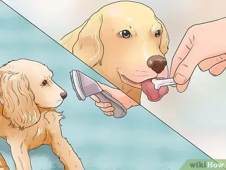 Immagine titolata Stop Aggressive Behavior in Dogs Step 4