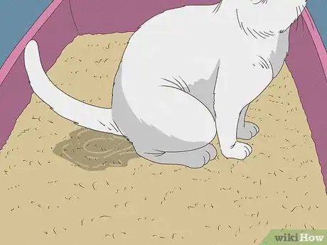 Immagine titolata Know Your Cat's Age Step 8