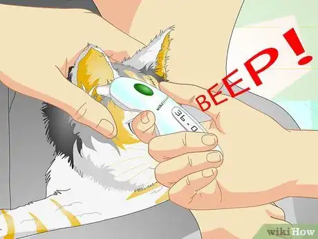 Immagine titolata Check a Cat's Temperature Step 17