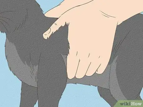 Immagine titolata Know Your Cat's Age Step 4