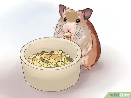 Immagine titolata Keep a Happy Hamster Step 7