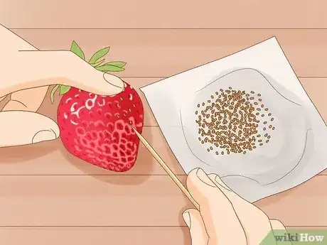 Immagine titolata Plant Strawberries Indoors Step 2