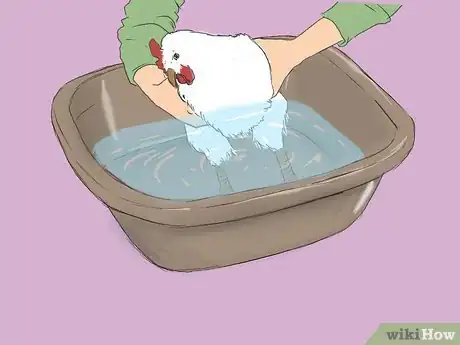 Immagine titolata Get Rid of Chicken Mites Step 19