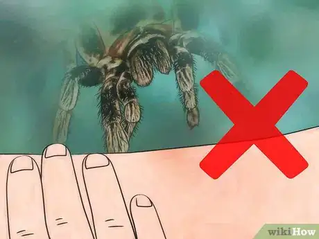 Immagine titolata Pick up a Tarantula Step 7