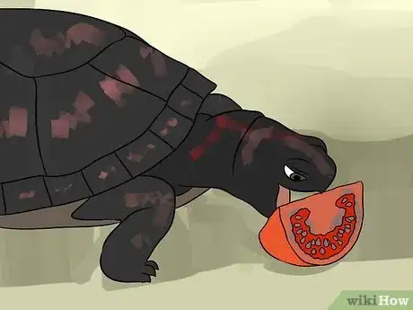 Immagine titolata Care for Your Box Turtle Step 10