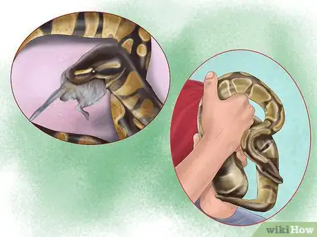 Immagine titolata Care for Your Ball Python Step 3