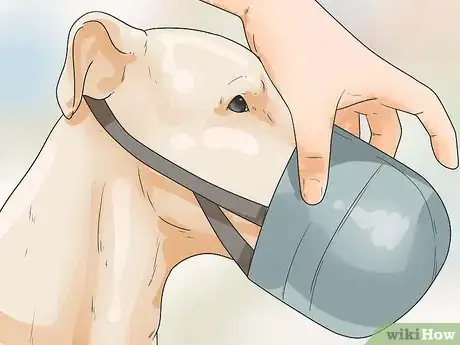 Immagine titolata Stop Aggressive Behavior in Dogs Step 3