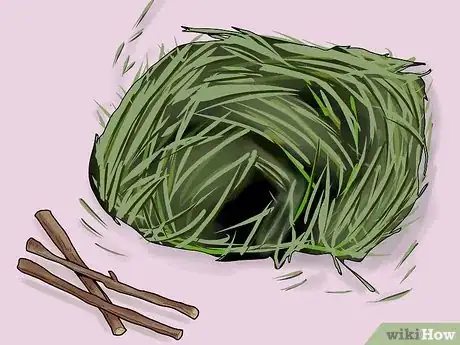 Immagine titolata Care for Baby Guinea Pigs Step 6