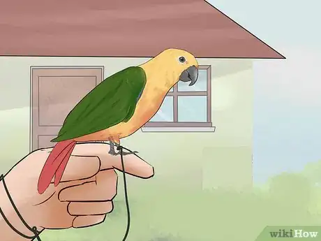 Immagine titolata Entertain a Conure Step 8