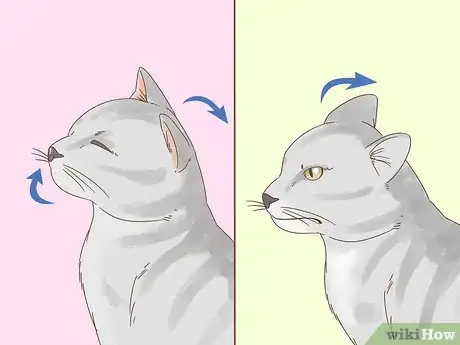 Immagine titolata Communicate with Your Cat Step 3
