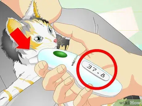Immagine titolata Check a Cat's Temperature Step 18
