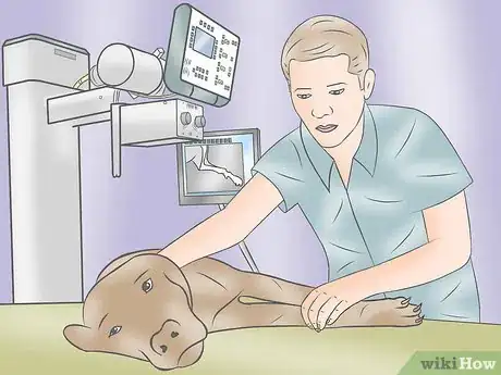 Immagine titolata Become a Veterinary Technician Step 8
