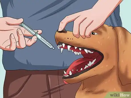 Immagine titolata Get Your Dog to Swallow a Pill Step 7