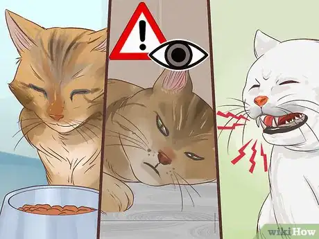 Immagine titolata Diagnose and Treat Bacterial Skin Infections in Cats Step 3