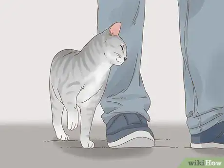 Immagine titolata Communicate with Your Cat Step 4