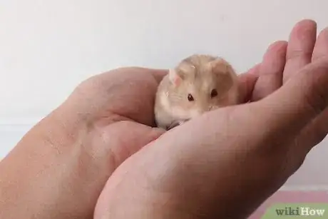 Immagine titolata Treat Your Sick Hamster Step 2Bullet6