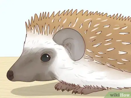 Immagine titolata Take Care of a Hedgehog Step 3