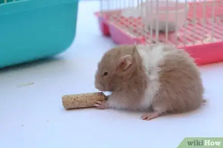 Immagine titolata Treat Your Sick Hamster Step 3Bullet2