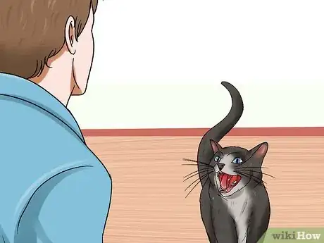 Immagine titolata Know if a Cat Is Stressed Step 9