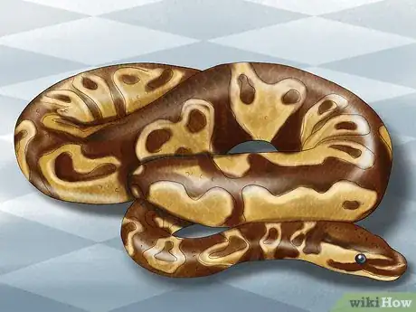 Immagine titolata Care for Your Ball Python Step 1