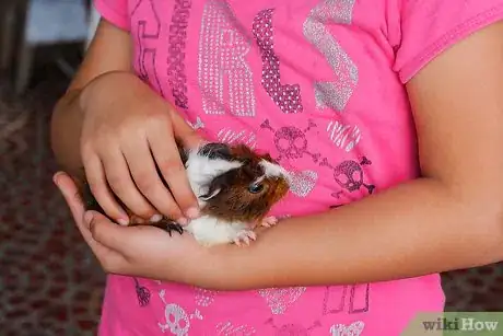 Immagine titolata Wash Your Guinea Pigs Step 1