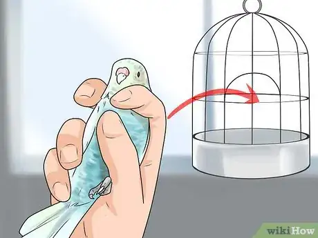 Immagine titolata Give Your Budgie a Bath Step 7