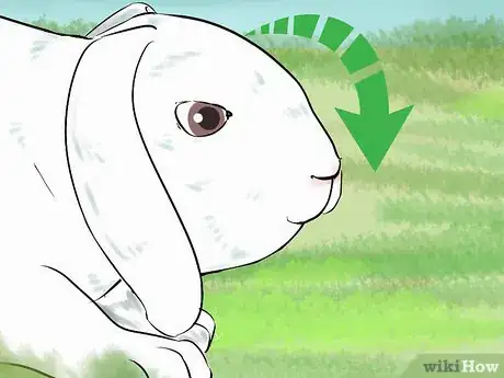 Immagine titolata Catch a Pet Rabbit Step 26