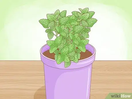 Immagine titolata Grow Mint in a Pot Step 5