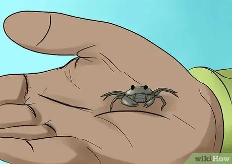 Immagine titolata Feed Sand Crabs Step 1Bullet3