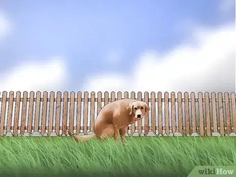 Immagine titolata Keep Flies Off Dogs Step 2