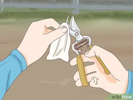 Immagine titolata Get Peonies to Bloom Step 6