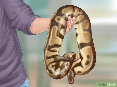 Immagine titolata Care for Your Ball Python Step 2