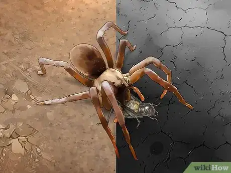 Immagine titolata Identify a Wolf Spider Step 10