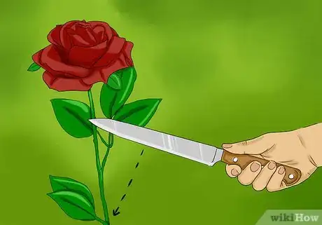 Immagine titolata Keep Rose Petals Fresh Step 2