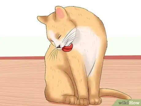 Immagine titolata Know if a Cat Is Stressed Step 4