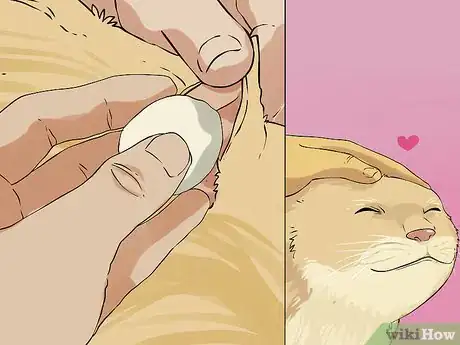 Immagine titolata Clean Your Cat's Ears Step 11