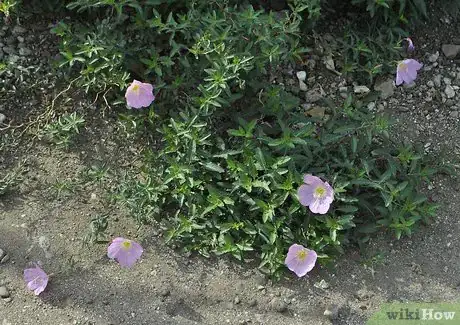 Immagine titolata Grow Evening Primrose Step 1