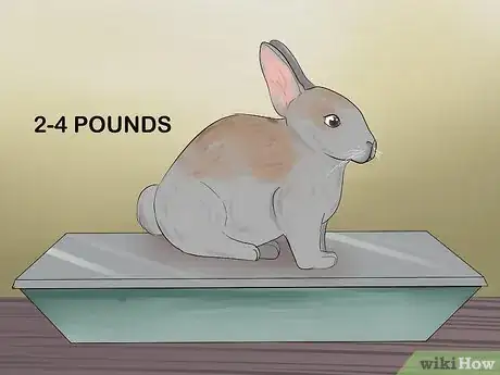 Immagine titolata Catch a Pet Rabbit Step 23