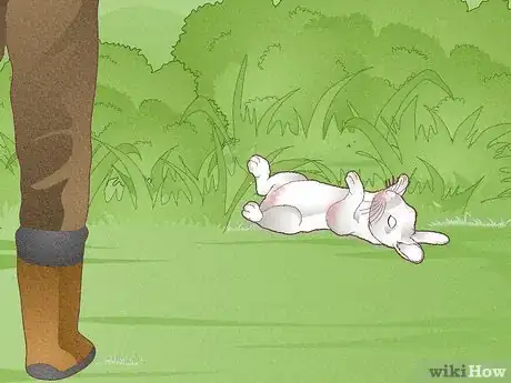 Immagine titolata Hunt Rabbit Step 17