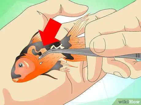 Immagine titolata Save a Dying Goldfish Step 10