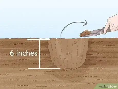 Immagine titolata Grow Peanuts Step 8