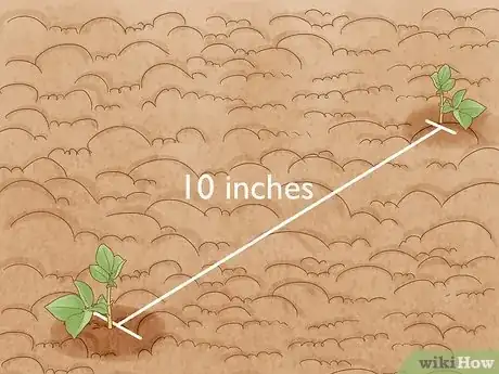 Immagine titolata Grow Peanuts Step 9
