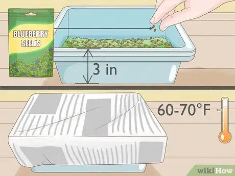 Immagine titolata Grow Blueberries Step 12