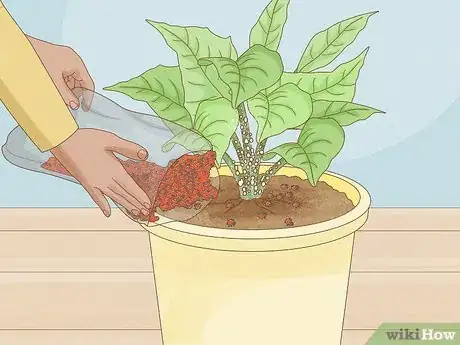 Immagine titolata Control Scale Insects on Indoor Plants Step 6