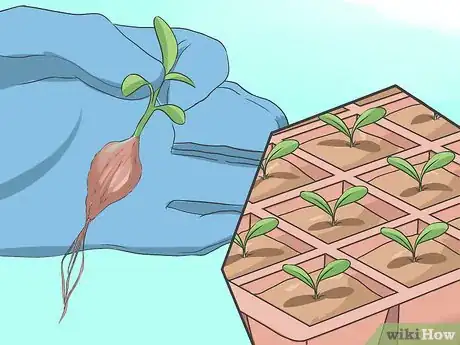 Immagine titolata Grow Asters Step 10