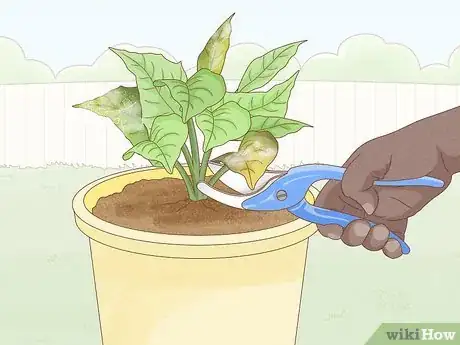 Immagine titolata Get Rid of Mold on Houseplants Step 8