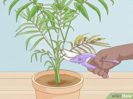 Immagine titolata Control Scale Insects on Indoor Plants Step 4